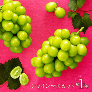 yӂ邳Ɣ[ŁzyʌzBEt[c蒼.VC}XJbg1kg^2026N9z.AC126
