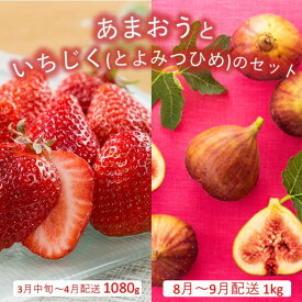 【ふるさと納税】あまおう約1,080gといちじく（とよみつひめ）約1kgのセット【あまおう】【とよみつひめ】.B385