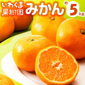 【ふるさと納税】いわくま果樹園から直送品の温州みかん（約5kg）／2026年9月下旬〜2027年1月下旬発送予定★予約分★.AA216