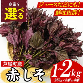 【ふるさと納税】＜先行予約受付中！2026年6月上旬より順次発送予定＞＜容量選べる＞ 福岡県芦屋町特産 赤しそ(計1~2kg・250g×4束/8束) 紫蘇 シソ あかしそ 赤しそ 芦屋町産 しそジュース 葉 手作り 手づくり 野菜 やさい 生鮮品【朝ごはん本舗】