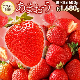 【ふるさと納税】【寄附額改定↓】【アフター対応】＜先行予約＞ 大粒 不揃い 選べる大容量あまおう 1,400g／1,680g 数量限定あまおう 600g 特別栽培あまおう 1,200g イチゴ 苺 6100円 ～ 11600円 6千100円 ～ 1万1600円 【2026年1月上旬～3月下旬発送予定】