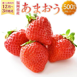 yӂ邳Ɣ[ŁzyIׂ锭zY ܂ 500g 250g×2pbN ʕ t[c   C`S Xgx[ x[  fU[g Y BY  y2025N12{