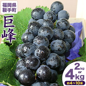 【ふるさと納税】【先行予約】巨峰 ぶどう 選べる内容量 2kg 約4-5房 または 4kg 約8-10房 直鞍農業協同組合 営農センター《8月中旬-9月下旬頃出荷》福岡県 鞍手郡 鞍手町 葡萄 ブドウ 果物 フルーツ 種あり