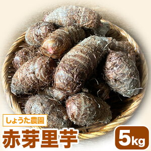 yӂ邳Ɣ[Łzys\z ԉ藢 Iׂe 3kg 5kg 傤_s11{-3oׁt Ǝ蒬 Ƃ   