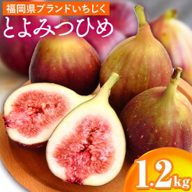 【ふるさと納税】☆2026年出荷☆いちじく 福岡県産 ブランド いちじく とよみつひめ 約1.2kg (約300g×4パック) 【配送不可地域あり】【日付指定不可】 《8月中旬-9月末頃出荷予定》 福岡県 鞍手町 いちじく イチジク 果物 フルーツ 送料無料