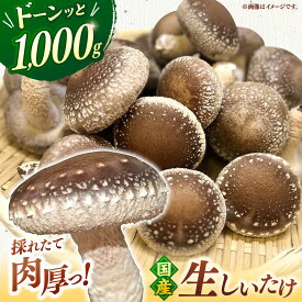 【ふるさと納税】生しいたけ 1kg ▼椎茸 しいたけ シイタケ 生しいたけ 生シイタケ おおきい ジャンボ 肉厚 生鮮 生鮮食品 どんこ 煮物 国産 福岡 桂川町/オドラ株式会社[ADBA014] 10000 以下 10000円 以下 1万円 以下