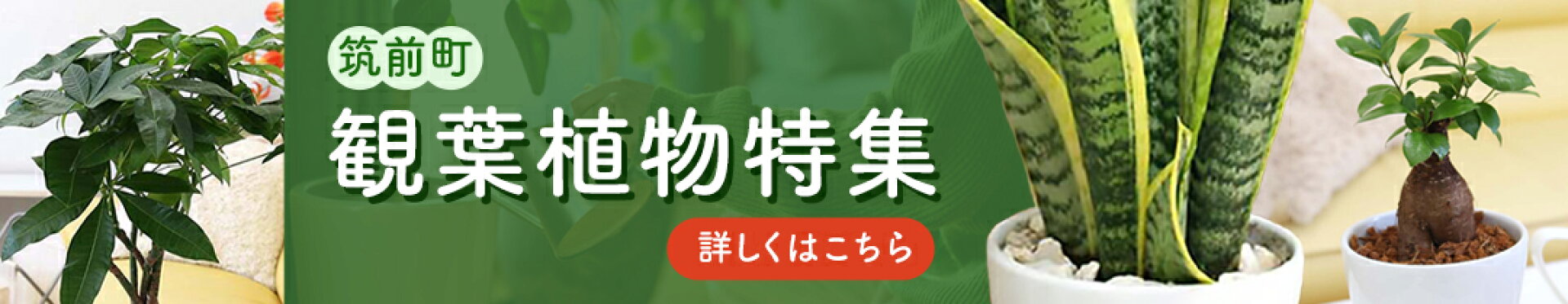 観葉植物特集
