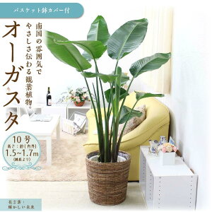 yӂ邳Ɣ[Łzss\tyϗtAzI[KX^ 10 uEoXPbgJo[ | yVӂ邳 [ ϗtA A O[  CeA  bNX }CiXCI R 