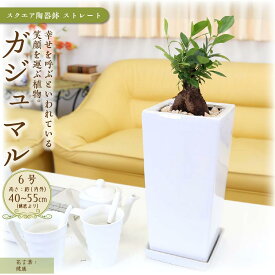 【ふるさと納税】【観葉植物】幸せを見守る樹 ガジュマル 6号 スクエア陶器鉢 ストレート 高さ:約40cm～55cm内外 ｜観葉植物 インテリア 部屋 おしゃれ 福岡県筑前町 送料無料 | 観葉植物 インテリア 室内 おしゃれ リラックス マイナスイオン 自然 緑 送料無料