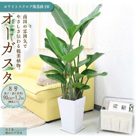 【ふるさと納税】＼2025年4月以降発送／【観葉植物・選べる鉢3タイプ】オーガスタ 8号 | 楽天ふるさと納税 グリーン 緑 インテリア 室内 リラックス マイナスイオン 自然 おしゃれ 癒し プレゼント ギフト 陶器鉢 鉢カバー 鉢付 送料無料