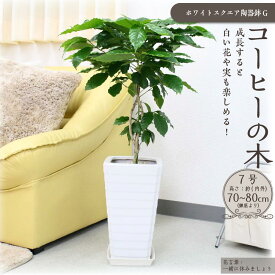 【ふるさと納税】【観葉植物】コーヒーの木 7号 ホワイトスクエア陶器G 土の表面:ウッドチップ | 観葉植物 植物 鉢付 インテリア 室内 おしゃれ オフィス リラックス マイナスイオン 自然 緑 送料無料