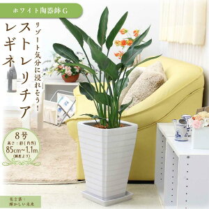 �y�ӂ邳�Ɣ[�Łz�s��s�\��t�y�ϗt�A���z�X�g�����`�A ���M�l 8�� �z���C�g���픫 G�b�ϗt�A�� �C���e���A ���� ������� �������}�O�� �������� | �A�� �v�����g �l�C �������� ��������