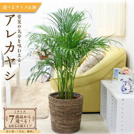 【ふるさと納税】＼2025年4月中旬以降順次発送／【観葉植物】アレカヤシ（サイズ・鉢の種類選択可） | 楽天ふるさと 納税 観葉植物 植物 グリーン 緑 インテリア 室内 リラックス マイナスイオン 自然 おしゃれ オシャレ 癒し プレゼント ギフト 鉢付 筑前町 送料無料
