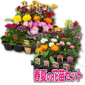 【ふるさと納税】季節の花苗24苗セット | フラワー 植物 プラント 人気 おすすめ 送料無料