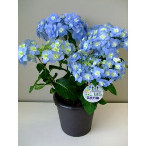 �y�ӂ邳�Ɣ[�Łz���������J���̂��������y�}���̕��z���A���@5.5����