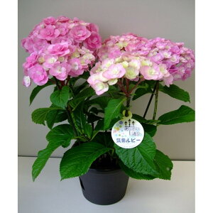 �y�ӂ邳�Ɣ[�Łz���������J���̂��������y�}�����r�[�z���A���@5.5����