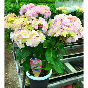 �y�ӂ邳�Ɣ[�Łz���������J���̂��������y�}�������z���A���@5.5����