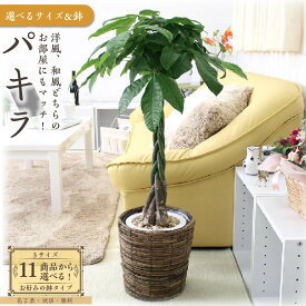 【ふるさと納税】《先行予約》パキラ＜サイズ 鉢の種類選択可＞ | 楽天ふるさと納税 グリーン 緑 インテリア 室内 リラックス マイナスイオン 自然 おしゃれ 癒し プレゼント ギフト 陶器鉢 バスケット 鉢 送料無料