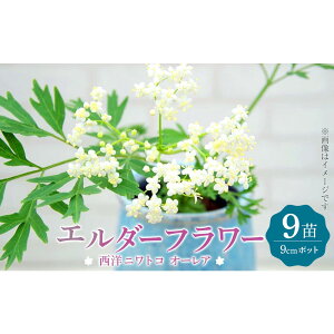 �y�ӂ邳�Ɣ[�Łz�G���_�[�t�����[�i���m�j���g�R �I�[���A�j9cm�|�b�g�c