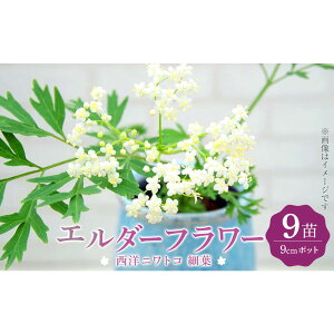 �y�ӂ邳�Ɣ[�Łz�G���_�[�t�����[�i���m�j���g�R �חt�j9cm�|�b�g�c