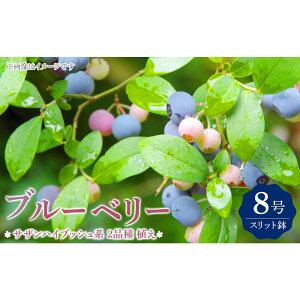 �y�ӂ邳�Ɣ[�Łz�u���[�x���[ �w �T�U���n�C�u�b�V���n 2�i�� �A�� �x 8���X���b�g�� �y �u���[�x���[�̔엿 �Z�b�g�I�z