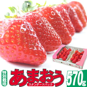yӂ邳Ɣ[Łz 2025N12蔭 邤_̂܂ X^_[h2pbN 570g ʕ t[c fU[g H ʍ͔| Y Y {Y zsF@͂F2025N