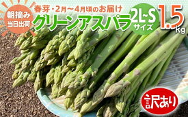 【ふるさと納税】数量限定 アスパラ 訳あり 規格外 2L～Sサイズ 1.5kg 選べる 春芽／夏芽　朝採り 朝採れ 直送 グリーンアスパラガス アスパラ　BT04 BT08 BT-S0004