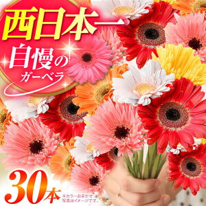 yӂ邳Ɣ[Łzys\ 10{zL쎩̌CȃK[x30{ bsOL J[܂ ԑ  L쒬 / JAӂ_Yǂ[AFAB016]