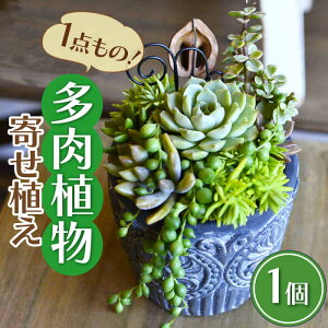 yӂ邳Ɣ[Łznatur IWi  A A Sy    v[g ̓L쒬 / plantsfunshopnatur[AFAT001]