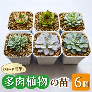 yӂ邳Ɣ[Łz A c 6 Zbg   L@L쒬 / plantsfunshopnatur[AFAT003]