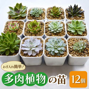 yӂ邳Ɣ[Łz A c 12 Zbg   L@L쒬 / plantsfunshopnatur[AFAT005]