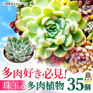 yӂ邳Ɣ[ŁzA c 35Zbg   L 傭Ԃ ɂ傭Ԃ Ȃ K[fjO CeA L쒬/plantsfunshopnatur[AFAT009]