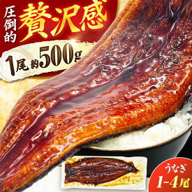 【ふるさと納税】【新登場】【1尾約500g】うなぎ蒲焼 超特大×1尾〜4尾 鰻 うな重 ひつまぶし　広川町 / 株式会社イールファクトリー[AFBS031]