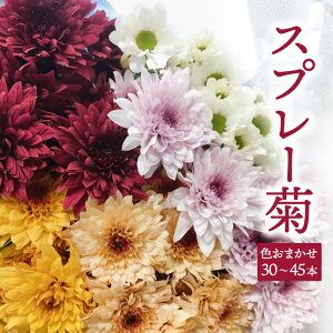 �y�ӂ邳�Ɣ[�Łz ������ �ԑ� �X�v���[�e�@�ԑ��i30�`45�{�jQ2-S