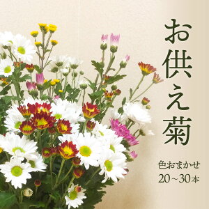 菊 花束 生花の人気商品 通販 価格比較 価格 Com 菊 花束 生花の人気商品 通販 価格比較 価格 Com