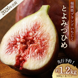 【ふるさと納税】福岡県 ブランド いちじく 「 とよみつひめ 」 約 1.2kg ( 約 300g × 4パック ) イチジク 無花果 国産 フルーツ 果物 食物繊維 美容 送料無料 3W2