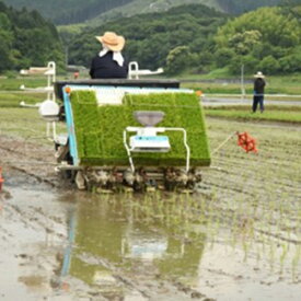 【ふるさと納税】今川米（夢つくし）5kg×2 米 白飯 ライス ごはん 福岡 赤村　F2