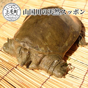 すっぽん 魚介類の人気商品 通販 価格比較 価格 Com すっぽん 魚介類の人気商品 通販 価格比較 価格 Com