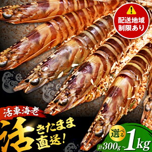 yӂ邳Ɣ[ŁzyznzyIׂeʁzԊCVi{Bj v300g-1kg / Gr  CV Gr  CV hg CN / ꌧ / Б lN}GrZ^[ [41ABAI001]