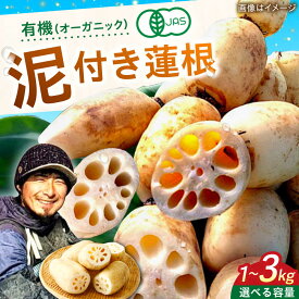 【ふるさと納税】【選べる内容量】有機（オーガニック）泥付き蓮根1-3kg / 白石れんこん レンコン 蓮根 有機栽培 オーガニック 野菜 根菜 / 佐賀県 / 吉田農園 [41AHAE001]