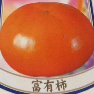 yӂ邳Ɣ[Łzy2025N s\z`ixL`j7kg / ꌧ / ʎВc@lT[41ANAC017]