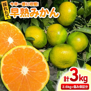 yӂ邳Ɣ[Łzn݂ v3kgi2.6kg{400gݕۏؕj/ t[c ʕ ݂  ~J / ꌧ / R{_ [41ATBT001]