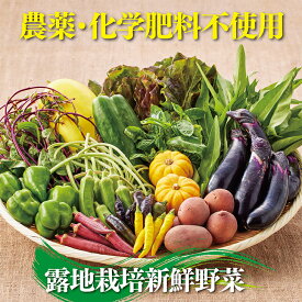 【ふるさと納税】佐賀産季節の旬野菜15種類（農薬・化学肥料不使用）：B016-026