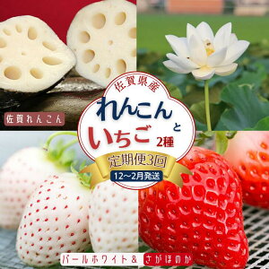 yӂ邳Ɣ[Łzy3zꌧY 񂱂Ƃy12`2zFB445-006