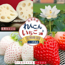【ふるさと納税】【定期便3回】佐賀県産 れんこんといちご【1～3月発送】：B445-007