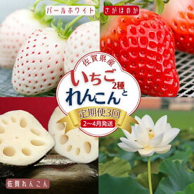 【ふるさと納税】【定期便3回】佐賀県産 いちごとれんこん【2～4月発送】：B420-002