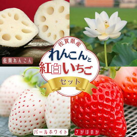 【ふるさと納税】佐賀県産 れんこんと紅白いちごのセット：B240-008