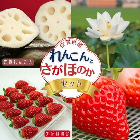 【ふるさと納税】佐賀県産 れんこんとさがほのかのセット：B160-020