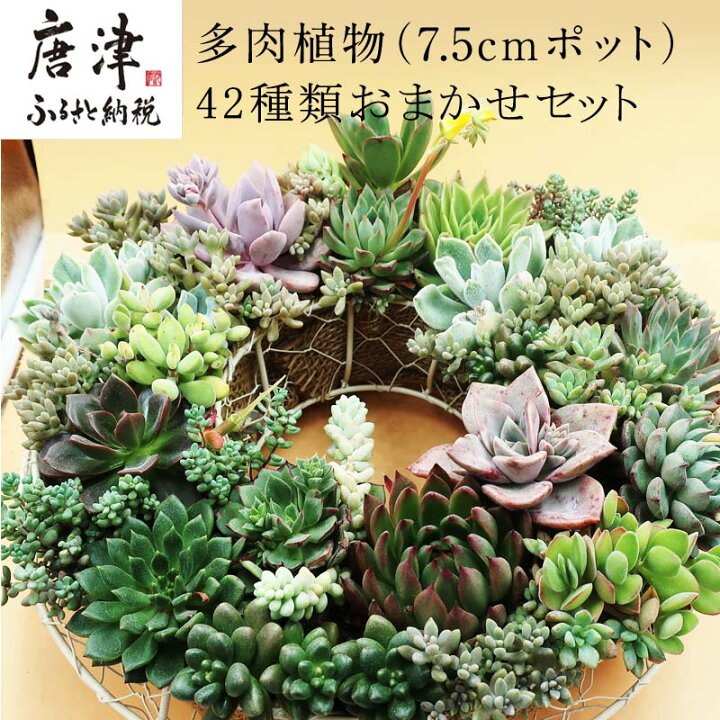 楽天市場 ふるさと納税 多肉植物寄せ植え 42種類おまかせセット アソート 観葉植物 癒し 22年 令和4年 佐賀県唐津市