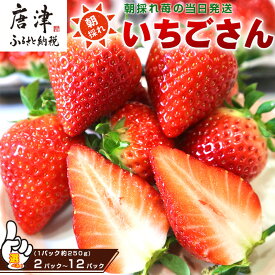 【ふるさと納税】唐津産 いちごさん 「パック数を選べる！」1パック250g(2パック～12パック) 濃厚いちご 苺 イチゴ 果物 フルーツ
